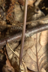 Isotria verticillata