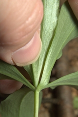 Isotria verticillata