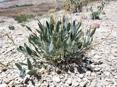 Hesperidanthus suffrutescens