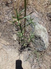 Delphinium cardinale