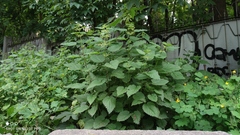 Urtica dioica