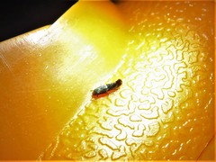 Elachista illectella