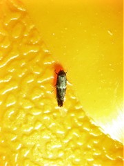 Elachista illectella