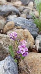 Cardamine purpurea