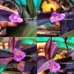 Tradescantia pallida