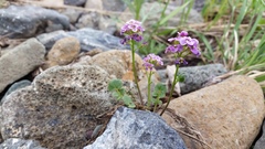 Cardamine purpurea
