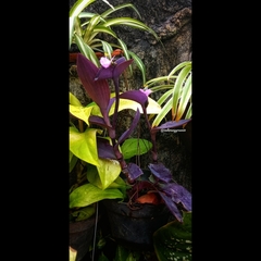 Tradescantia pallida