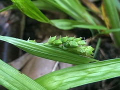 Carex laxiculmis copulata