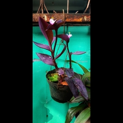 Tradescantia pallida