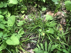 Carex laxiculmis copulata