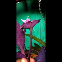 Tradescantia pallida