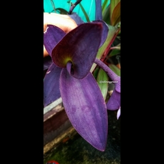 Tradescantia pallida