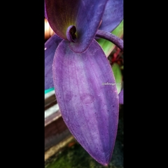 Tradescantia pallida