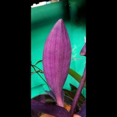 Tradescantia pallida