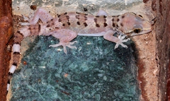 Hemidactylus maculatus