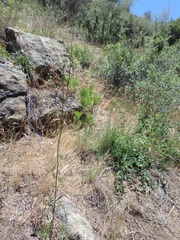 Delphinium cardinale