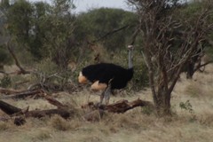 Struthio molybdophanes