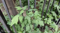 Acer negundo