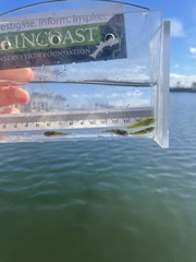 Clinocottus acuticeps