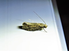 Cephitinea obscurostrigella