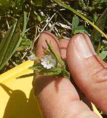 Epilobium oregonense