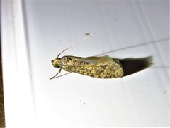 Cephitinea obscurostrigella