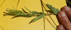 Epilobium oregonense