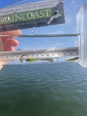 Clinocottus acuticeps