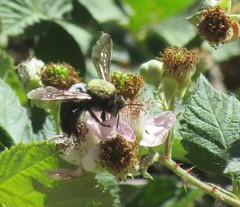 Xylocopa californica californica