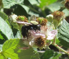 Xylocopa californica californica