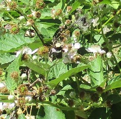 Xylocopa californica californica
