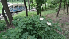 Sambucus nigra
