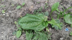 Plantago major