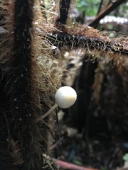 Tympanella galanthina