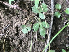 Ranunculus hispidus hispidus
