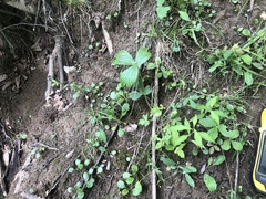 Ranunculus hispidus hispidus