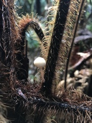 Tympanella galanthina