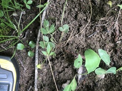 Ranunculus hispidus hispidus