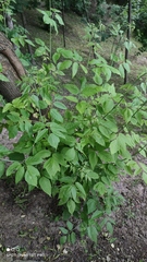 Acer negundo