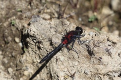 Leucorrhinia glacialis