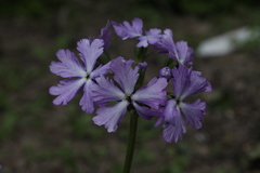 Primula sieboldii