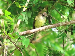 Myiopagis viridicata