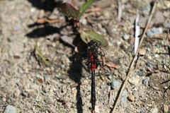 Leucorrhinia glacialis