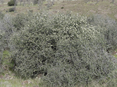Ceanothus cuneatus cuneatus