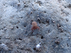 Wyochernes asiaticus