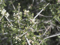 Ceanothus cuneatus cuneatus