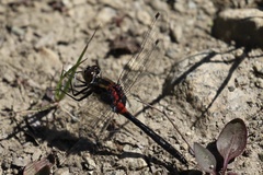 Leucorrhinia glacialis