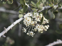 Ceanothus cuneatus cuneatus
