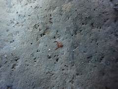 Wyochernes asiaticus