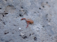 Wyochernes asiaticus